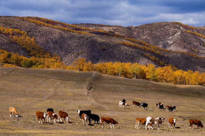 Experience the autumnal beauty of Hohhot