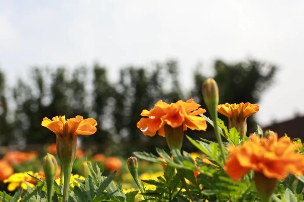 Sea of flowers in Qianduo, Jiangsu