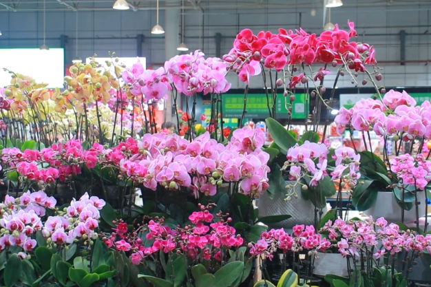 Yunnan’s Dounan Flower Market thrives as Spring Festival approaches