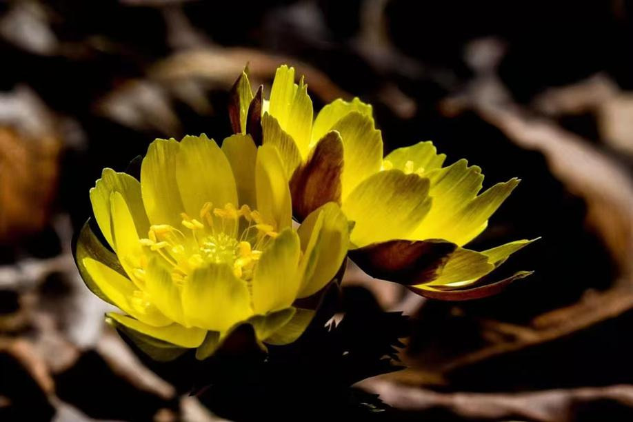 Winter's grip broken by Adonis flowers in Jilin