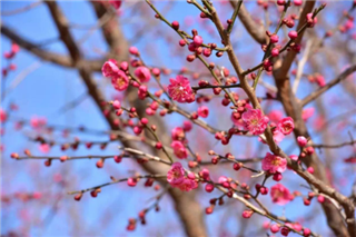 Lushunkou City embraces golden phase during Qingming Festival Holiday