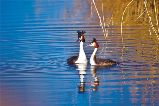 Great crested grebes settle at Nanhai Wetland