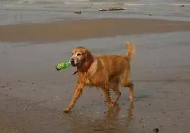 Dog dedicates itself to cleaning waste along Xiamen beach