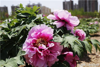 NE China’s largest peony park to open in Lushunkou