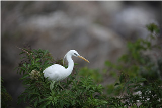 Lushunkou to host birding festival in October