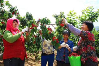 Cherries galore in Lushunkou