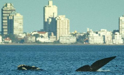 Friendly talks held with visiting Uruguay city officials