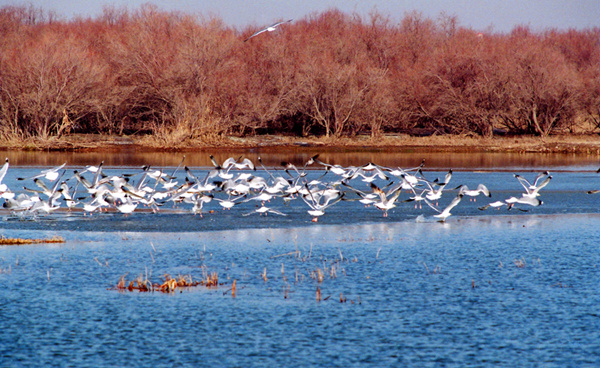 Nanhai wetland scenic offers free admission