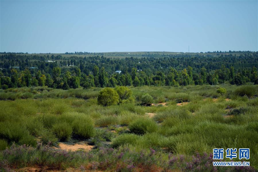 Green plants shield sandy lands