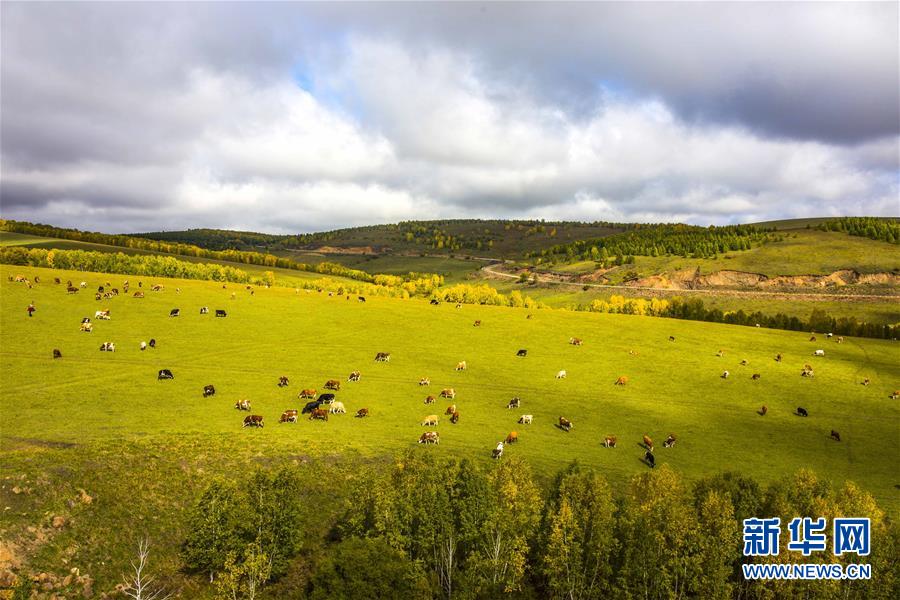 Hulunbuir Prairie takes on autumn look  