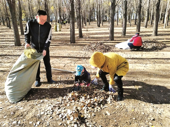 Fallen leaves collected for Baotou herdsmen 