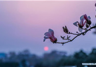 Magnolia blossoms seen in front of National Centre for Performing Arts in Beijing