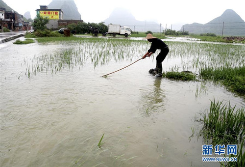 Luocheng farmers fight flood