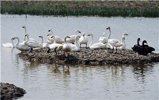 Wetland project in Tianjin gains speed