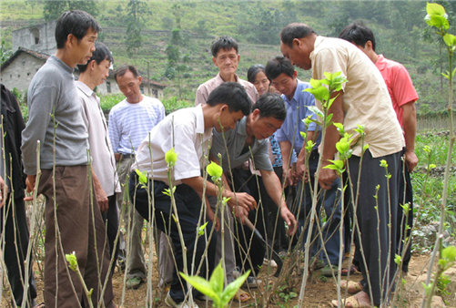 Donglan silkworm industry hits 1b yuan in first half of 2017