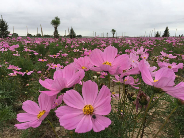 Flowers decorate Baotou grassland