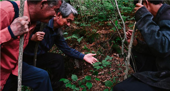 Traditional ginseng picking in Changbai Mountain