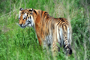 China's Siberian tigers come in from the cold