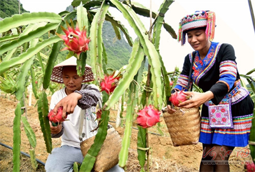 Dragon fruit in Du'an hits the market