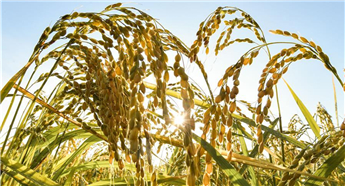 Yanbian: Harvest season of rice