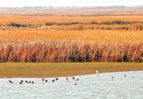 Baotou a temporary nest for migratory birds 