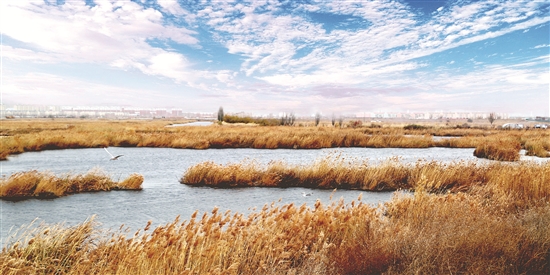 Yellow River wetland popular for autumn tourism