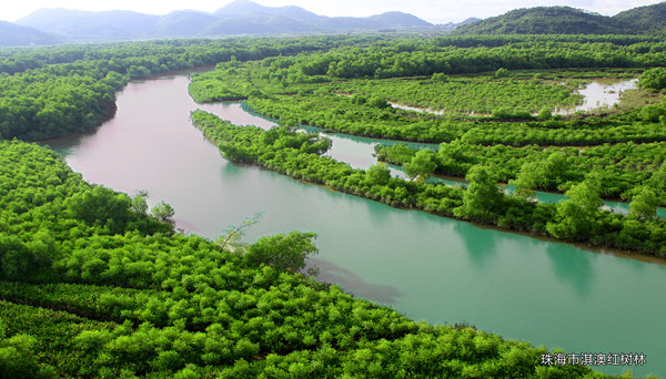 珠海市淇澳红树林_副本.jpg