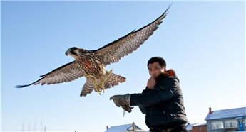 Exploring ancient falconry culture