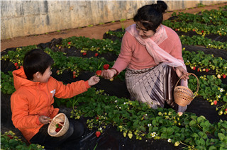 2018 Lushunkou Strawberry Festival opens