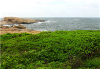 Distinct flowering plant found on Xiangzhou islands