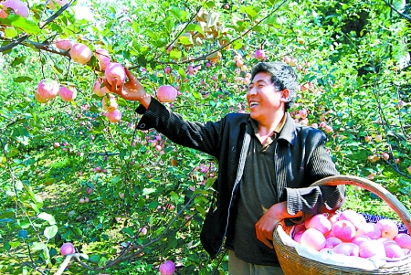 0205 lingbao apple.jpg