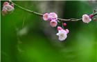 Plum blossoms seen at Slender West Lake scenic area 