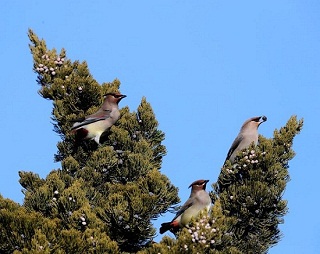 Improved environment attracts more birds to Lushunkou