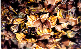 Dog Claw Sea Snail (Percebes) (狗爪螺/Gouzhualuo)