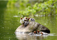 Chinese mergansers caught on camera in the wilds of Jilin