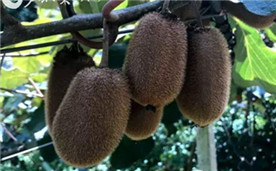 Xiuwen kiwi fruit industry integrates with e-commerce