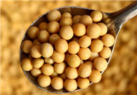 US state Iowa most vulnerable to Chinese soybean tariff: Report 