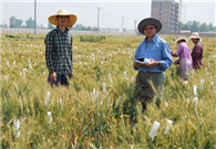 Chinese researchers complete genome sequencing of wheat A subgenome