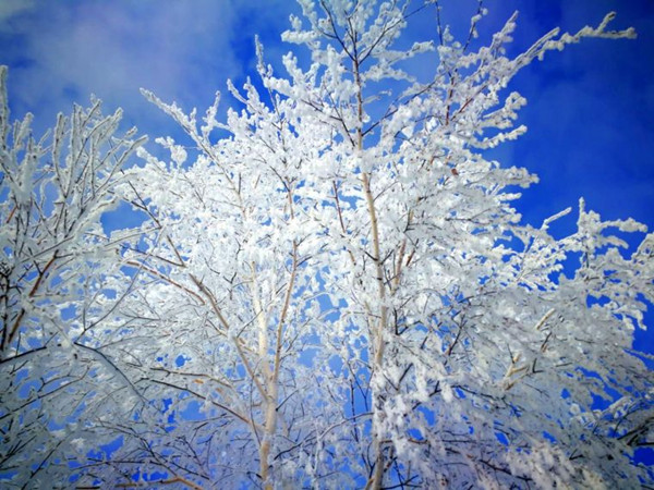 Soft rime decorates Inner Mongolia