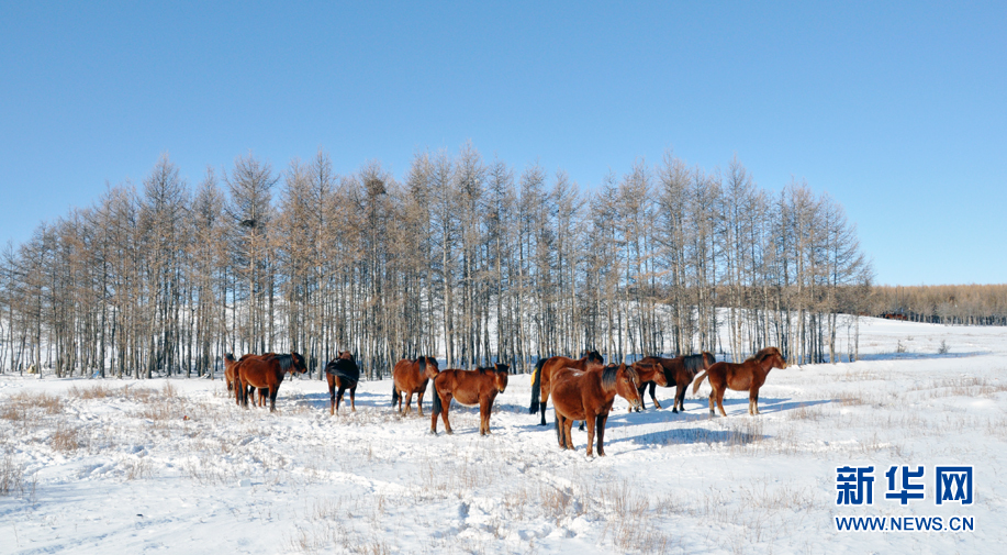 Winter arrives at Huitengxile Prairie