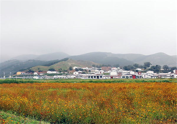 Snow chrysanthemums at the foot of Daqingshan Mountain in Hohhot, North China’s Inner Mongolia autonomous region, Aug 12.jpg