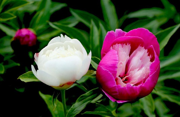 Budding peony flowers at South Mountain Tourist Attraction in Hohhot’s Horinger county.jpg