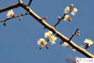 Plum festival envelops Guangzhou in sweet fragrance 