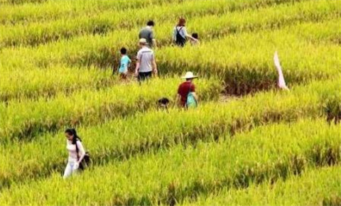 Amenities grow along with Doumen paddy harvest