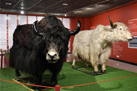 Exhibition on Tibetan yaks held in Guangzhou