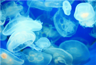 Jellyfish exhibition gets underway in Guangzhou