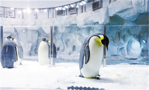 More Antarctic chicks hatched in tropical Hengqin 