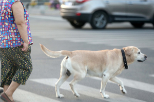 Irresponsible dog owners to face fines