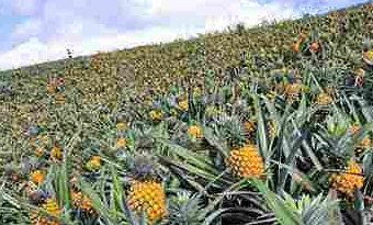 Sea of Pineapples