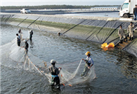 Zhanjiang's shrimp export surges in 11 months